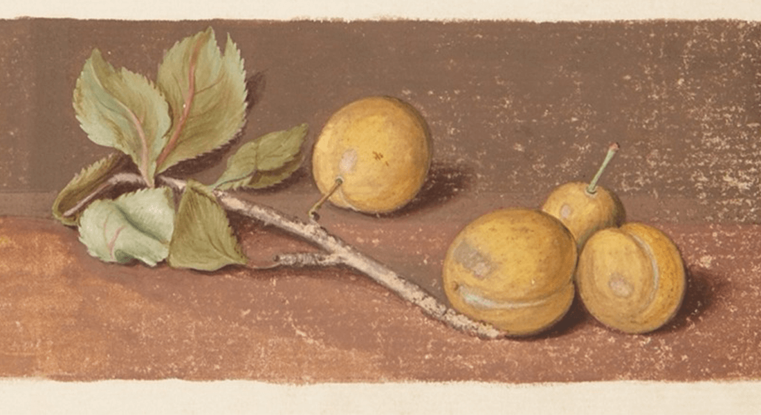 Study of fruit and vegetables (1729), SMK Open, open access.